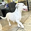 Thumbnail photo of Zeke #3
