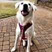 Thumbnail photo of 24-084 Wilma #1