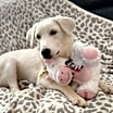 Thumbnail photo of 24-084 Wilma #2