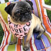 Thumbnail photo of Olive #2