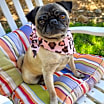 Thumbnail photo of Olive #4