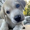 Thumbnail photo of Spot ADOPTED #1