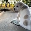 Thumbnail photo of Spot ADOPTED #2