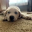 Thumbnail photo of Spot ADOPTED #3