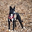 Thumbnail photo of Tommy #3