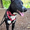 Thumbnail photo of Tommy #4