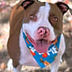 Thumbnail photo of Dozer #1