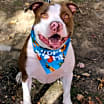 Thumbnail photo of Dozer #2