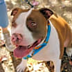 Thumbnail photo of Dozer #3