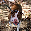 Thumbnail photo of Dozer #4