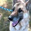 Thumbnail photo of Toffee #4