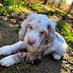 Thumbnail photo of Bluey #2