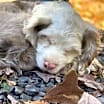 Thumbnail photo of Bluey #4