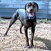 Thumbnail photo of Buck #1