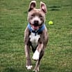 Thumbnail photo of Ziggy #2