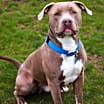 Thumbnail photo of Ziggy #3