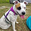Thumbnail photo of Precious #3