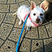 Thumbnail photo of Ophelia #1