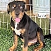 Thumbnail photo of Lyvia #4