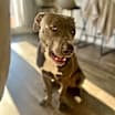 Thumbnail photo of Bingo aka Hank #1