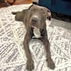 Thumbnail photo of Bingo aka Hank #2