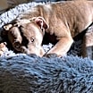 Thumbnail photo of Bingo aka Hank #3