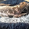 Thumbnail photo of Bingo aka Hank #4