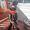 Thumbnail photo of Stitch #1