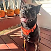 Thumbnail photo of Stitch #2