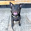 Thumbnail photo of Stitch #4