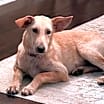 Thumbnail photo of Rayne #2