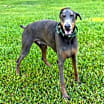 Thumbnail photo of Indy #1