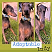 Thumbnail photo of Indy #2
