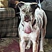 Thumbnail photo of Charly #3