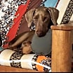 Thumbnail photo of Axel #3