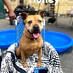 Thumbnail photo of Honey #2