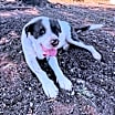 Thumbnail photo of Big boy #1
