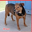 Thumbnail photo of Bruce #2
