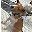 Thumbnail photo of Oliver #2