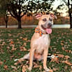 Thumbnail photo of Murphey #4