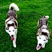 Thumbnail photo of Hank and Nubb (bonded pair) #1
