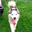 Thumbnail photo of Hank and Nubb (bonded pair) #4