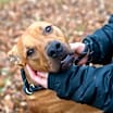 Thumbnail photo of Rudolph #1