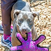 Thumbnail photo of Tenna- IN FOSTER #1
