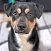Thumbnail photo of Milo #1