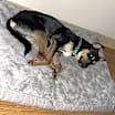 Thumbnail photo of Milo #2