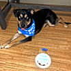 Thumbnail photo of Milo #3