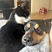 Thumbnail photo of Milo #4