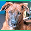 Thumbnail photo of Puppy #1