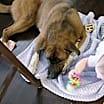 Thumbnail photo of Puppy #3